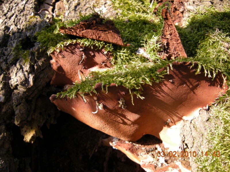 phellinus sp. (Phellinus torulosus)